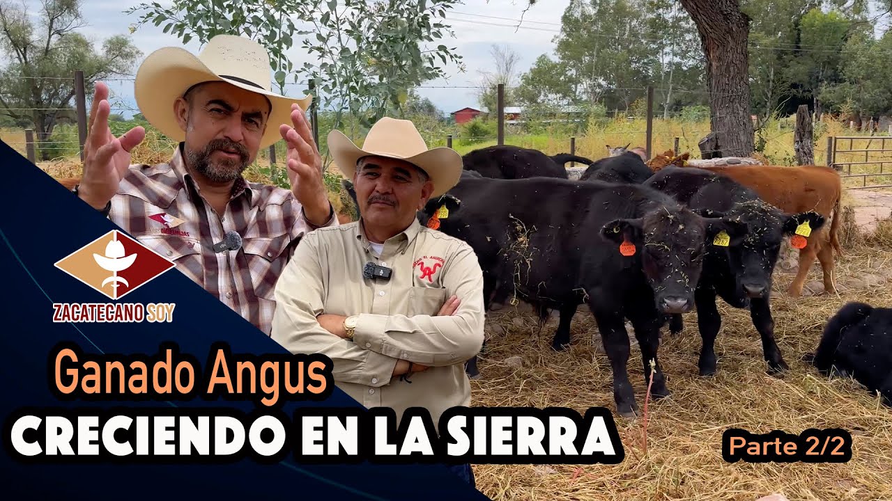 VOLVER A LAS PRÁCTICAS ANTIGUAS Parece Ser La Clave Del Éxito