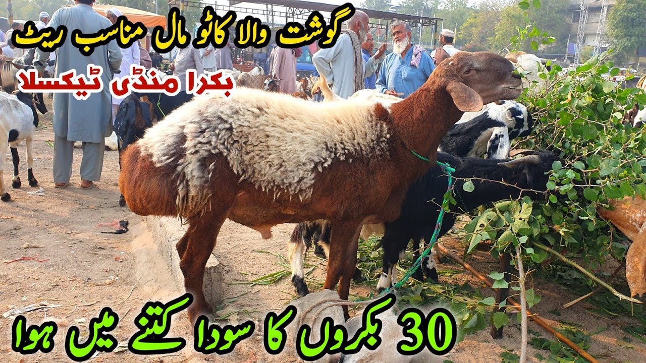 Sasta Kato Mall Big Deals Bakra Mandi Taxila Latest Update November 2024