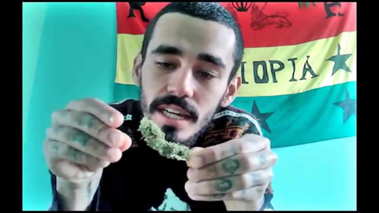 [ TV Maconharia ] Prensado VS Cultivado com @mimquercannabis