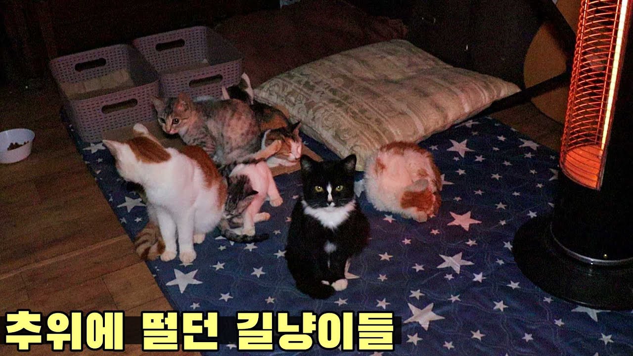 추위에 떨고 있는 어린 길냥이들에게 난로를 틀어줬더니