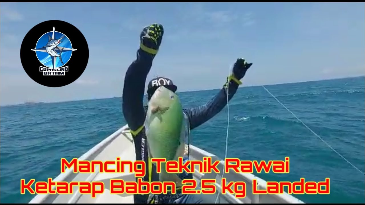 Mancing Ketarap Babon dengan Teknik Rawai di Laut Punggur Batam