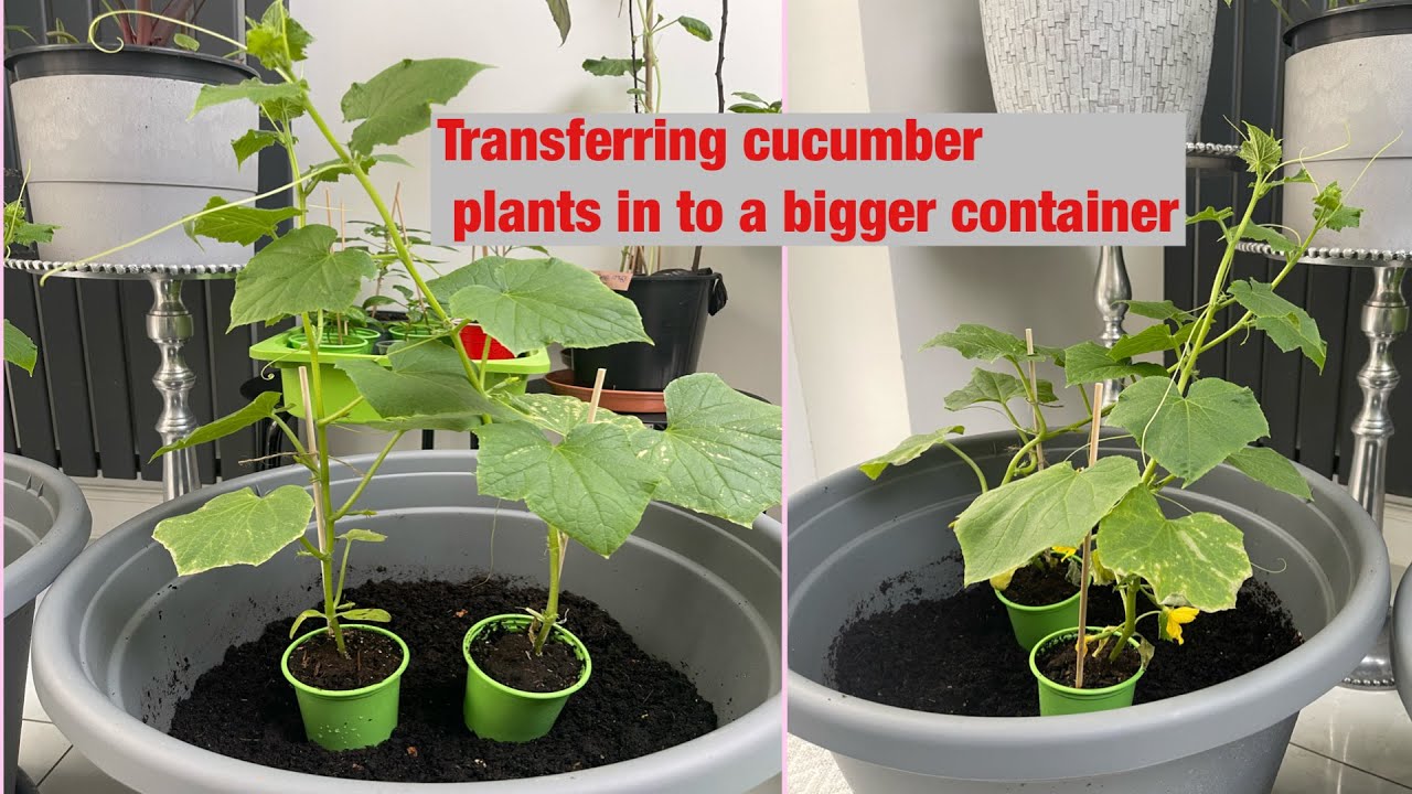 Planting cucumber plants inside the house ঘরের ভীতরে শসা গাছ লাগালাম