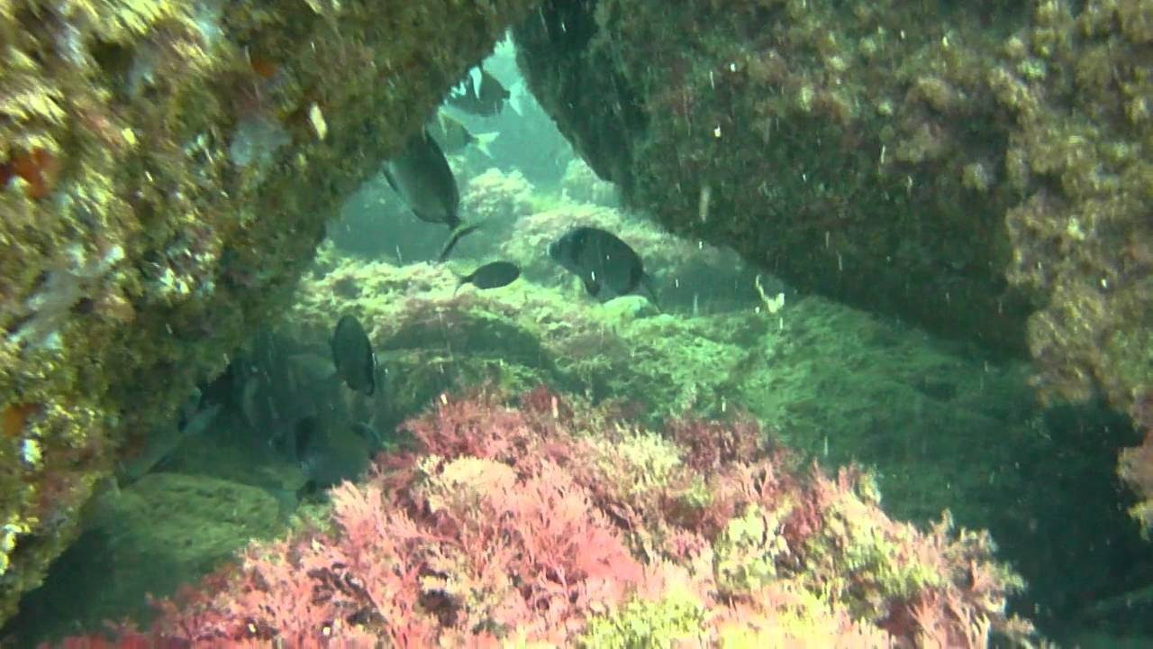 Duiken Argeles sur mer Divemania