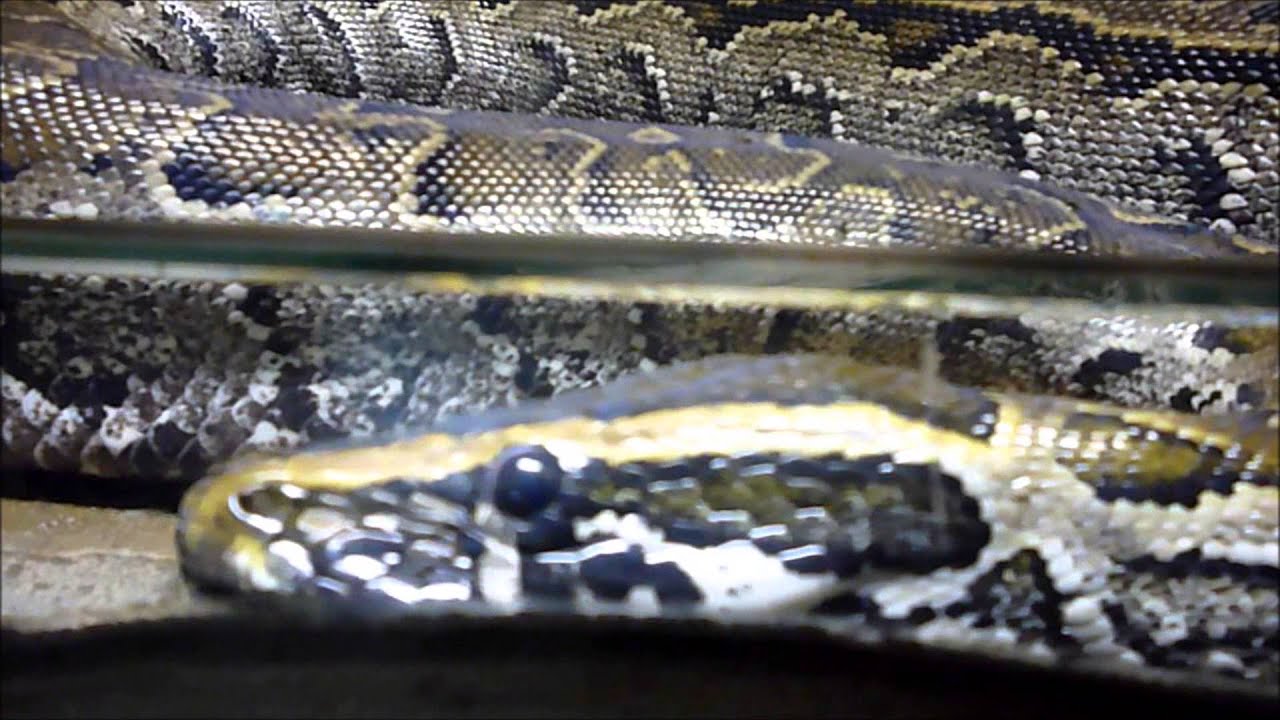 African rock python / Le python de Seba