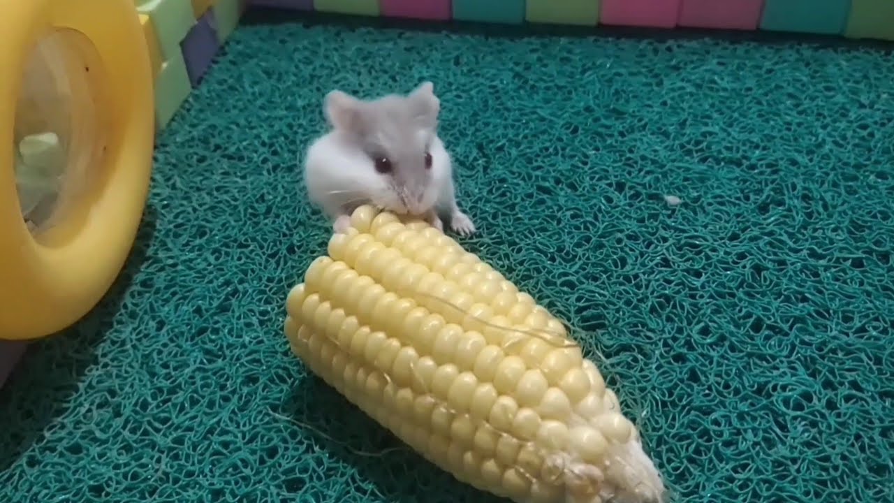 May you always be happy with my little hamsters 🐹#hamsters #pets #cute #animals #funny #funnyhamster