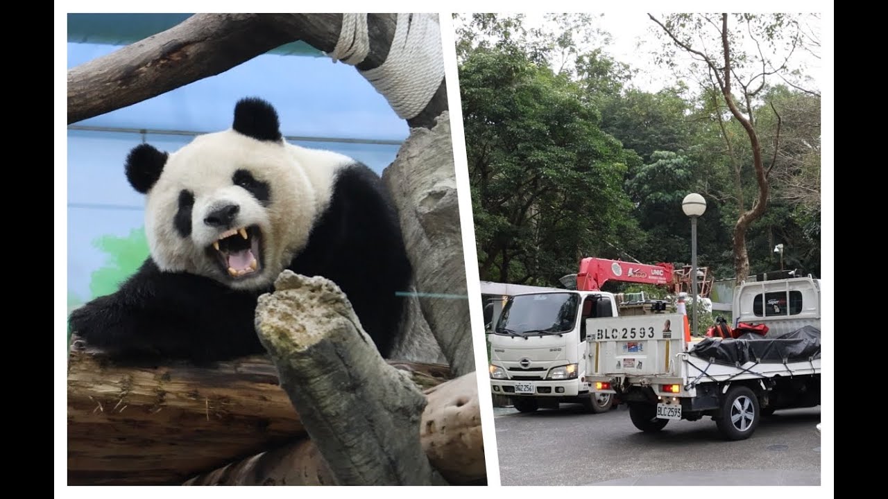 20260126 牆外及時修完樹 圓仔戶外找食物(午餐) Giant Panda Yuan Yuan & Yuan Zai