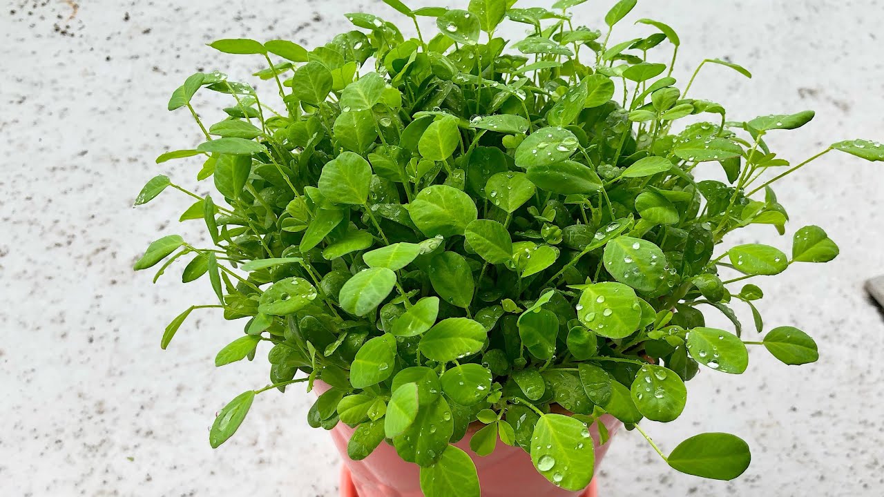 How to grow Fenugreek/Methi in a container | How to grow fenugreek leaves at home | Fenugreek leaves