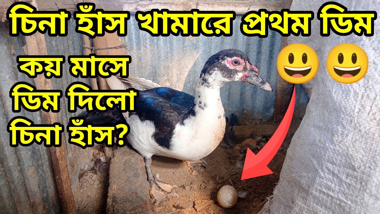 চিনা হাঁস কয় মাসে ডিম দেয়? সঠিক তথ্য জেনে নিন। চিনা হাঁস প্রথম ডিম দিলো। @rezuwanpets