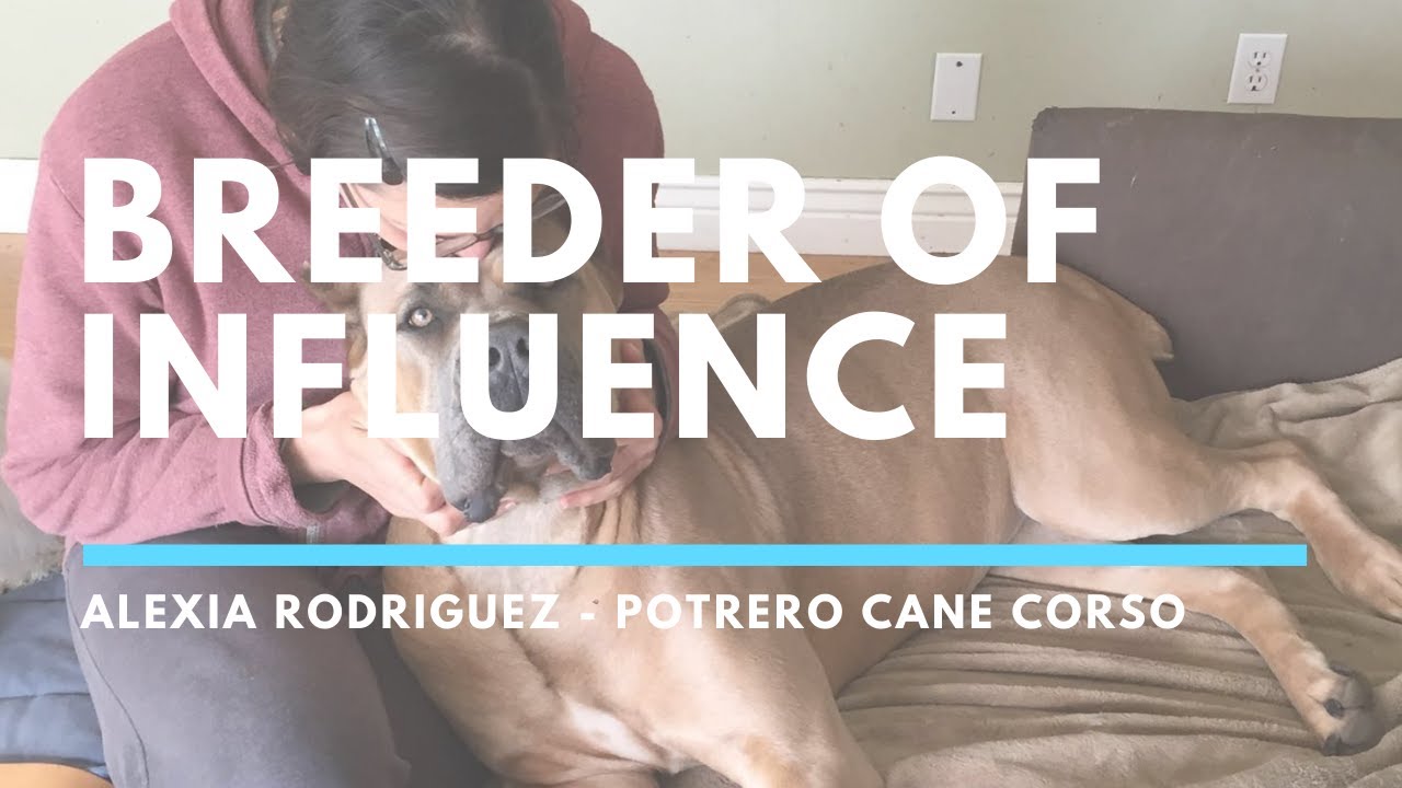 Breeders of Influence Interview with Alexia Potrero of Potrero Cane Corsos