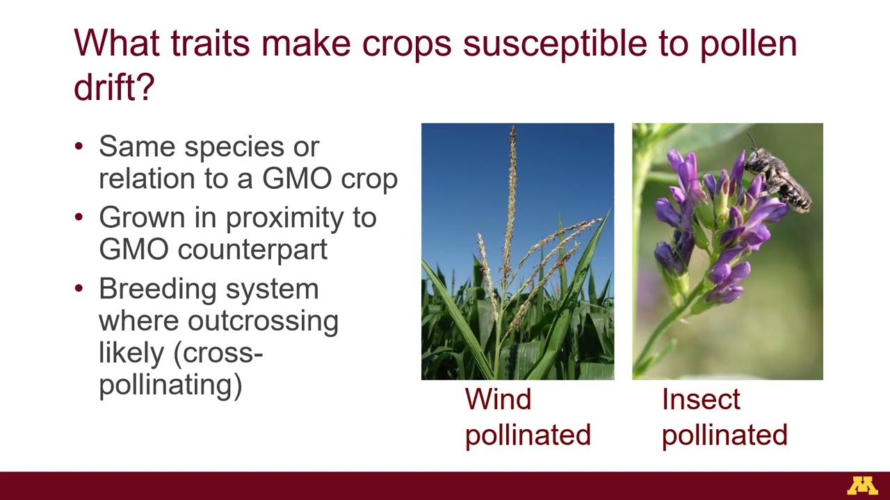 Preventing GMO contamination (original version)