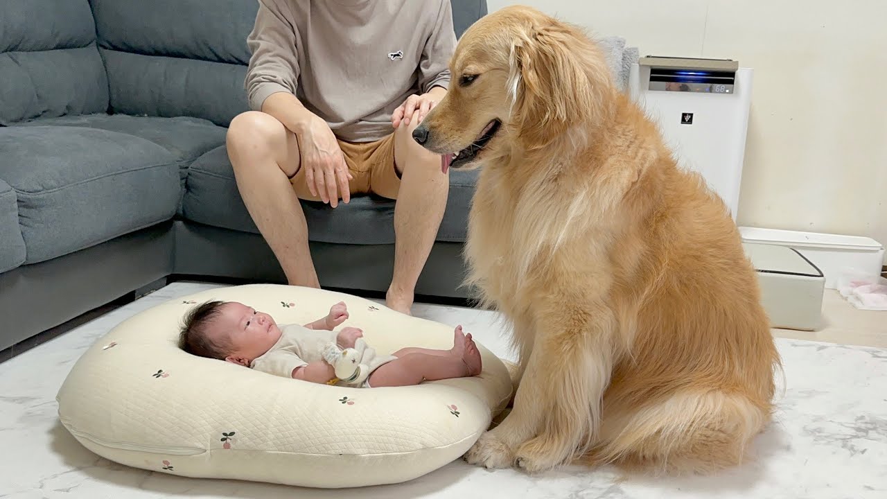 大好きなおもちゃも大切な家族の為なら譲ってあげるゴールデンレトリバー