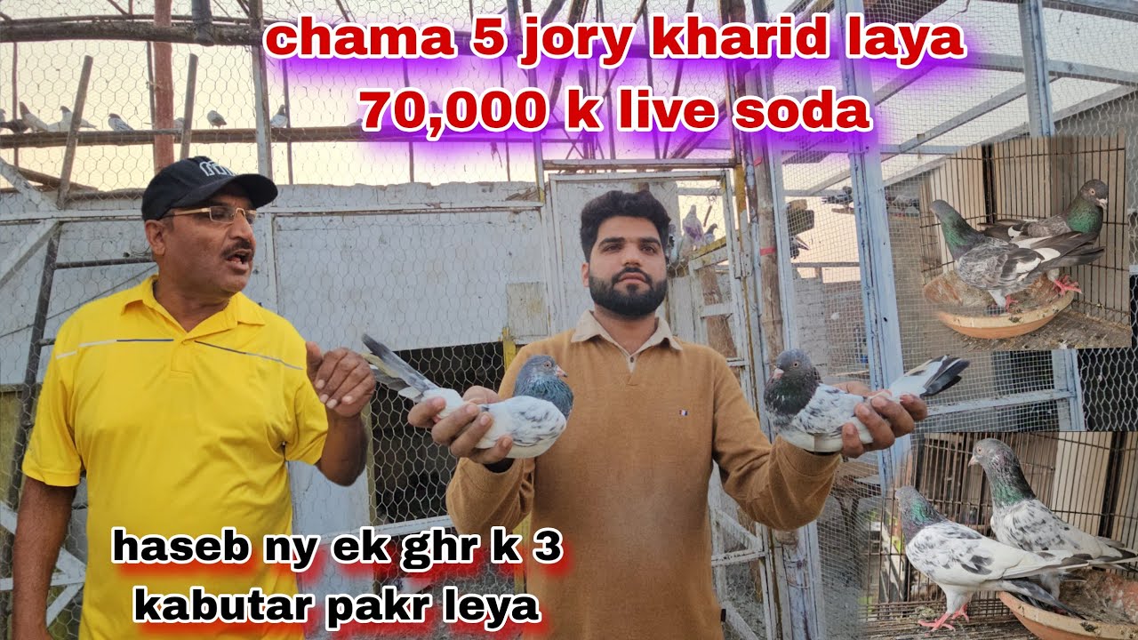 Chama ny 5 joro ka live soda kr leya 70,000 k jory haseeb ny ek ghr k 3 kabutar pakr leya😯