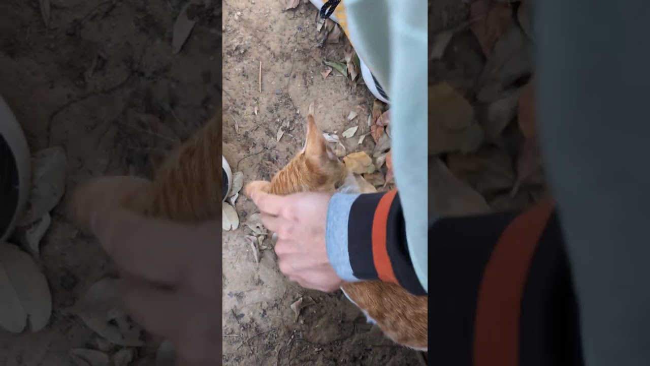 Orange kitten and grey cat 