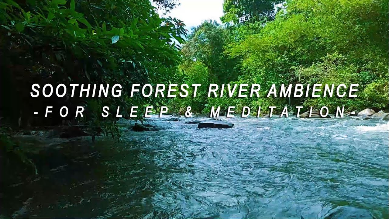 Soothing Forest River Ambience for Sleep & Meditation