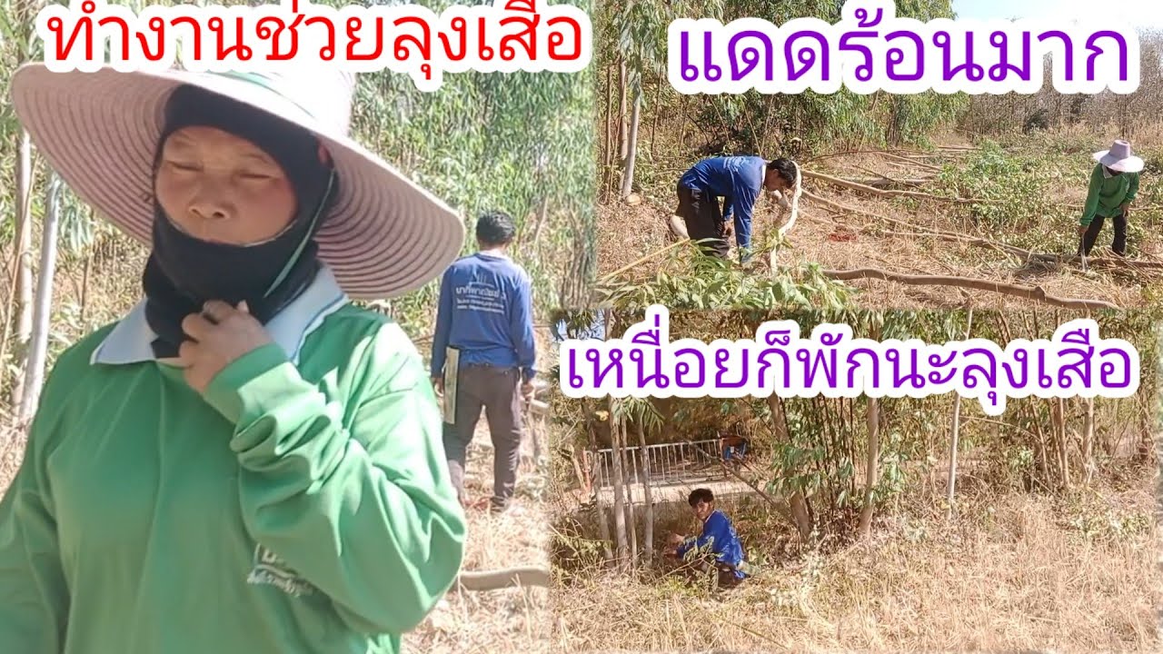 เสร็จงานบ้านมาทำงานกลางแดด!!ตัดไม้ยูคาช่วยลุงเสือ!!งานของเราเหนื่อยก็พัก