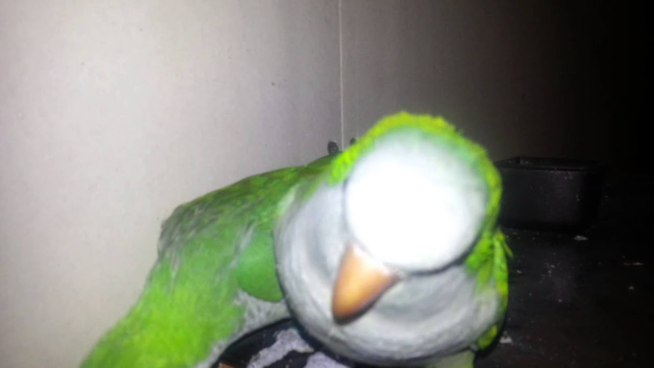 Mnicha nizinna Rocky.Wlazł kotek na płotek.