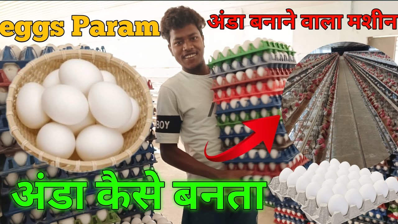 Egg Param अंडा कैसे बनता है 🥚😍 अंडा बनाने वाला मशीन