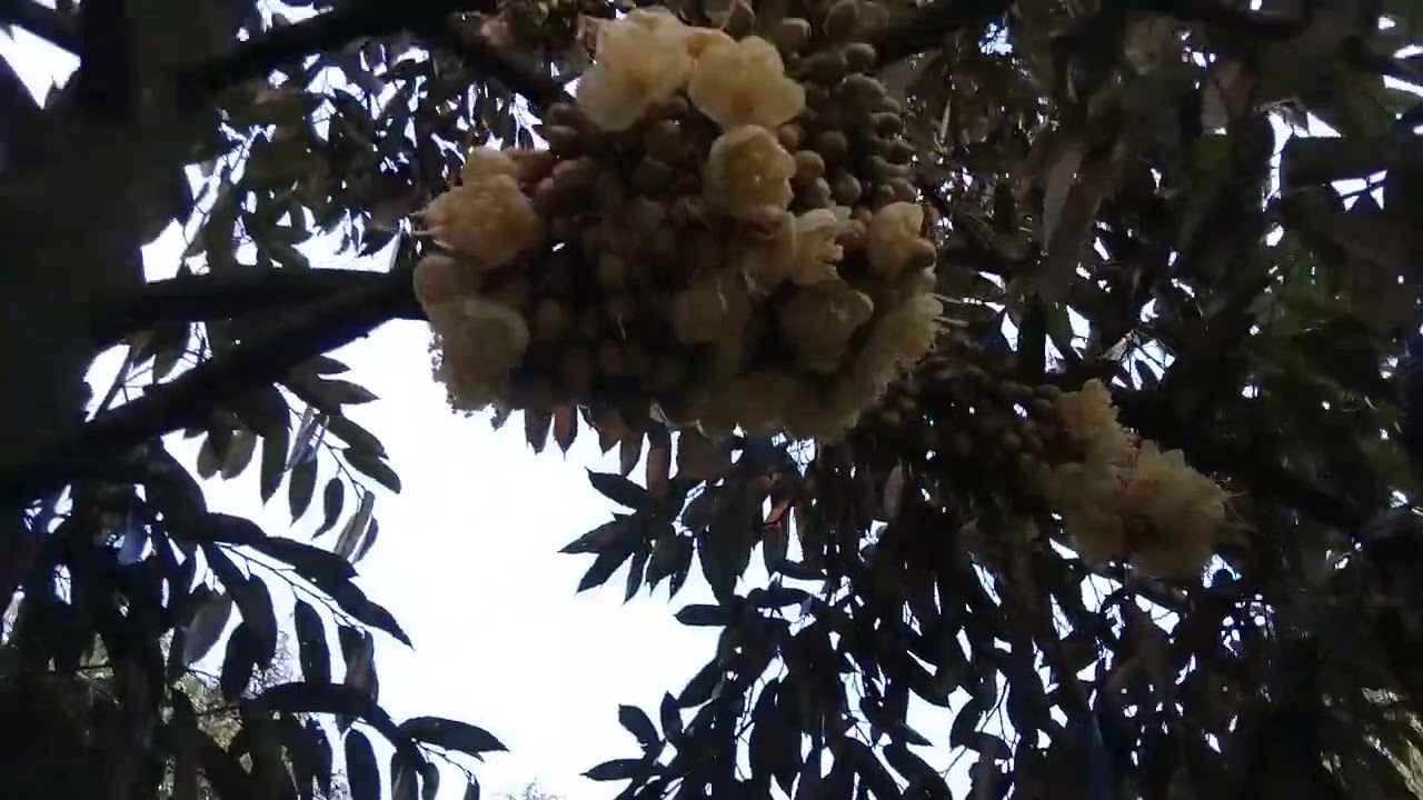 Sầu riêng của Hùng nay bắt đầu xỗ nhụy nè các bạn!