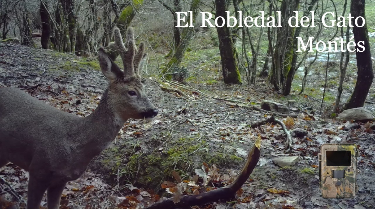Fototrampeo en el Robledal del Gato Montés IV - Basakatuaren Hariztia IV | Fauna Navarra