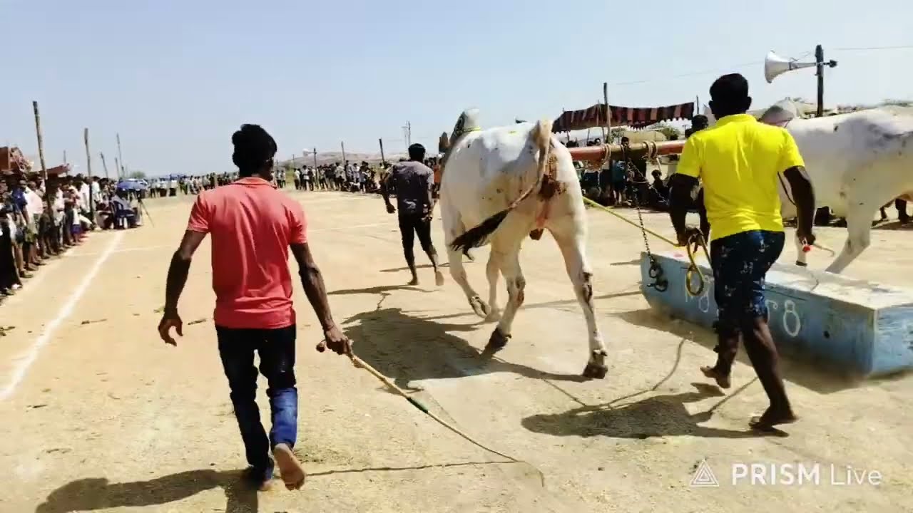 గోరంట్ల 6పళ్ళ  విభాగం మొదటి జత. BLK బుల్స్.