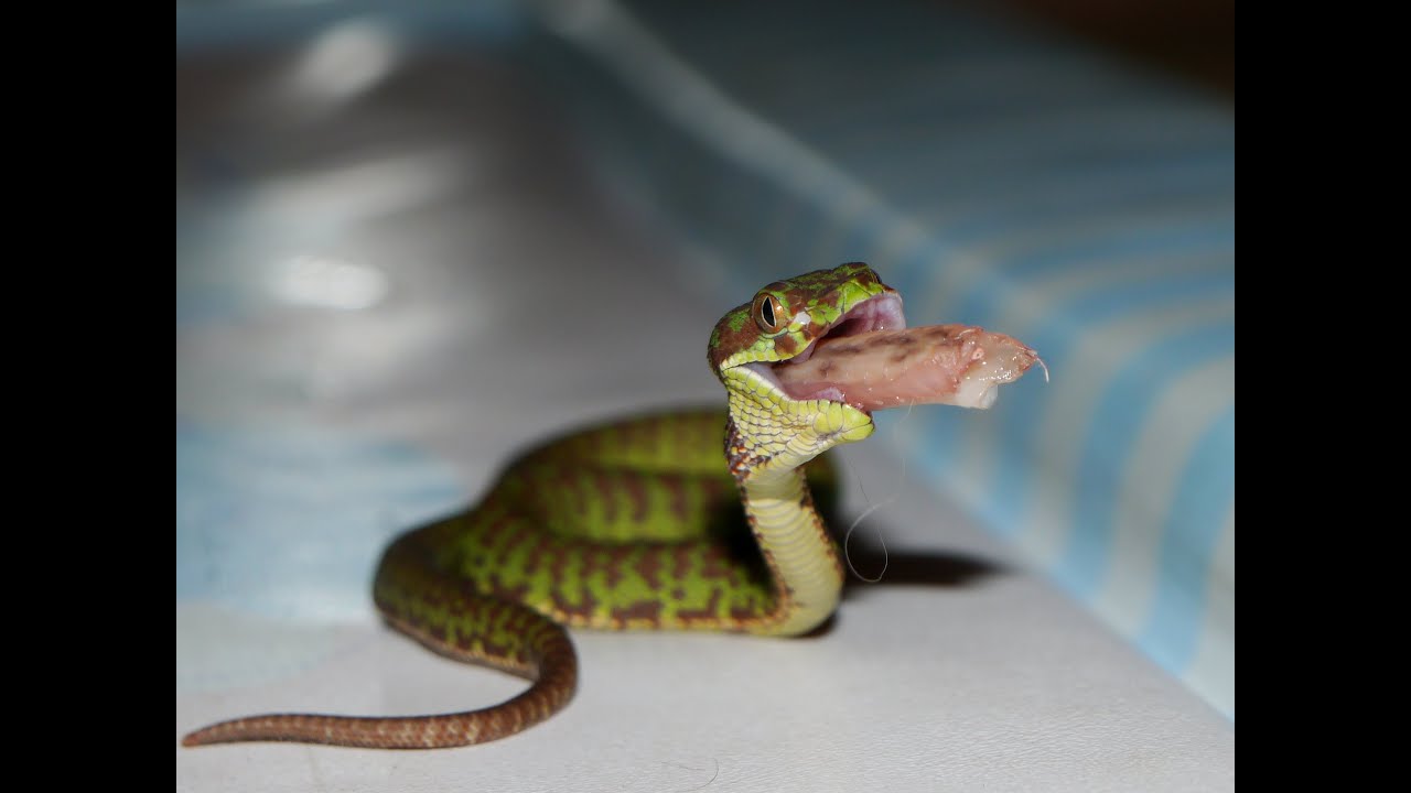 Assist Feeding Tree Viper - Trimeresurus venustus