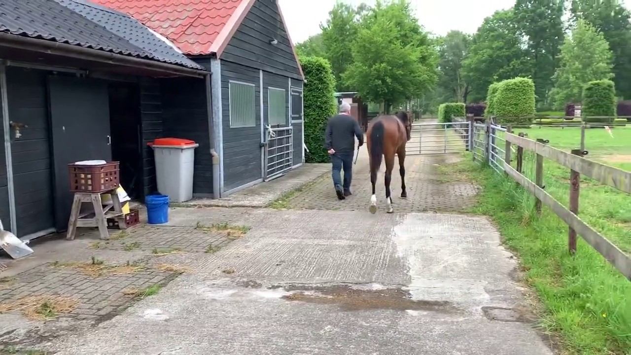 Comthago VDL x Libero H (prest). mare 2018. Hilly-damline Sakilly. Comme Il Faut