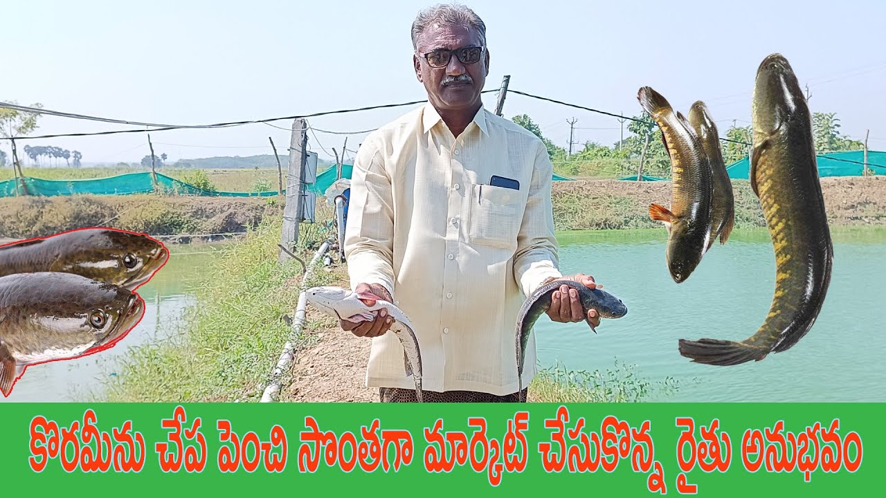 నాటు కోరమీను పెంచుతున్న రైతు | Murrel Fish Farming Practices | Natu Korameenu | AgriTech Telugu