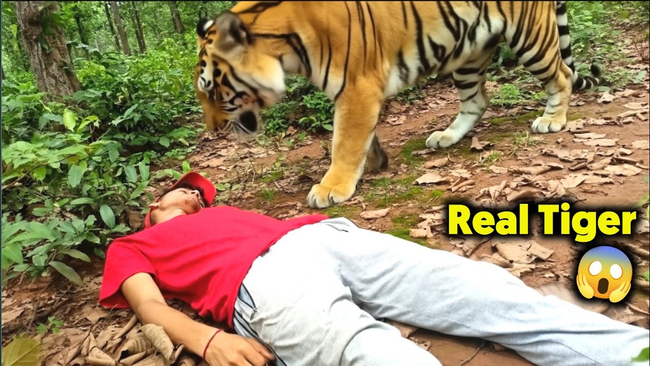 Tiger Attack 3 Dost In Jungle | Tiger attack Jungle | Tiger Attack Stories