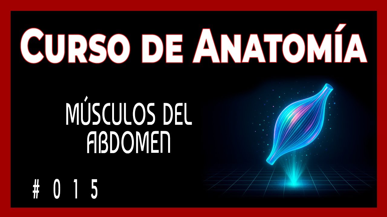 los 3 músculos que mueven tu abdomen
