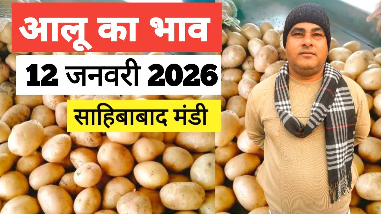 12 January 2026 🥔आलू का भाव साहिबाबाद मंडी | toady potato rates 