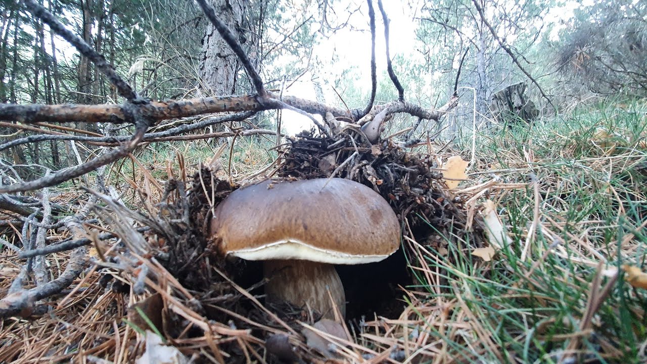 Boletus Edulis en FULL HD