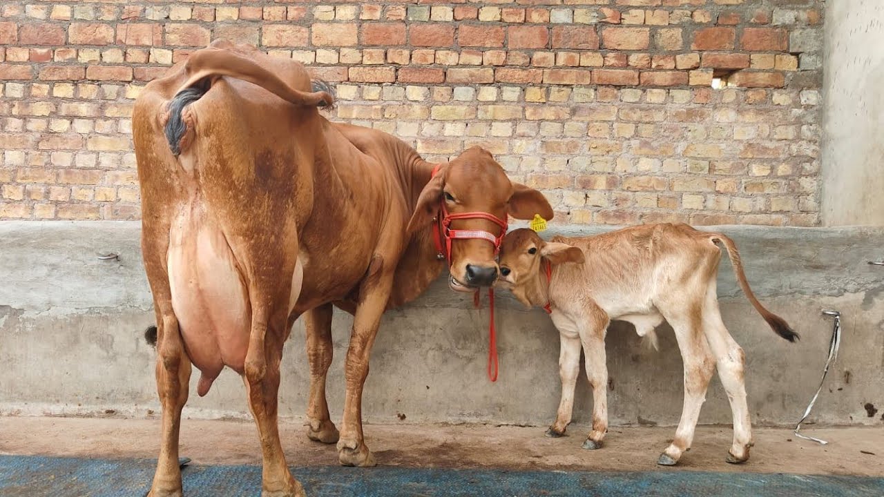 3 गाय बिकाऊ 17 से 20 लीटर दूध निकाल कर खरीदे मात्र 48,000 में घर पहुंच CHHINDA DAIRY FARM 