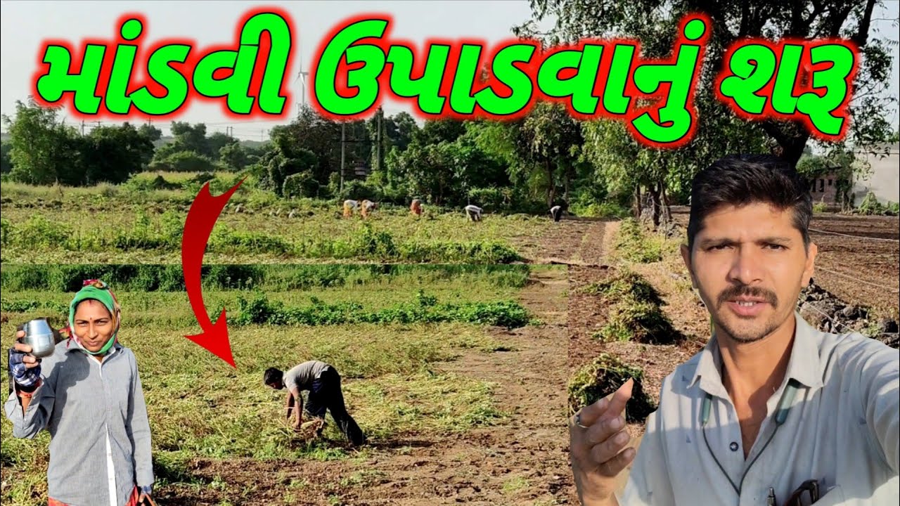 માંડવી ઉપાડવાનું શરૂ //madavi aupadava saru