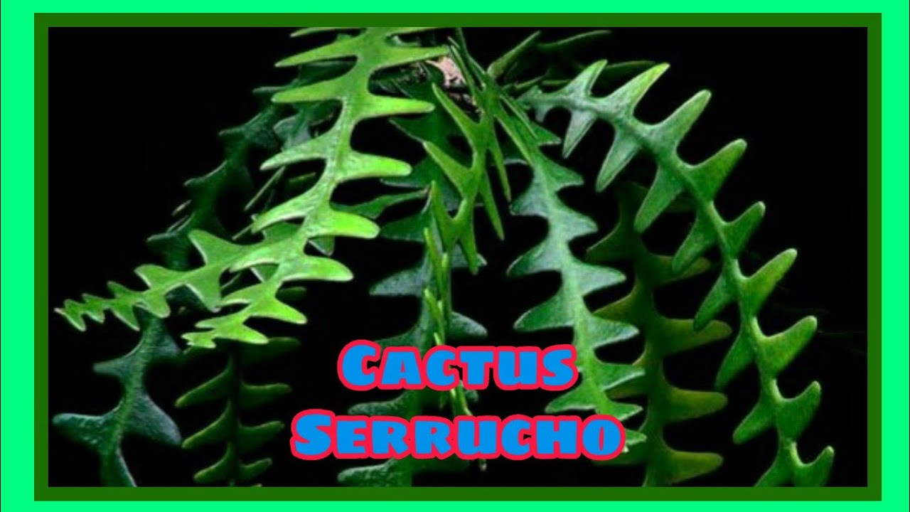 Cactus Serrucho o Selenicereus Anthonyanus. Planta de semi sombra