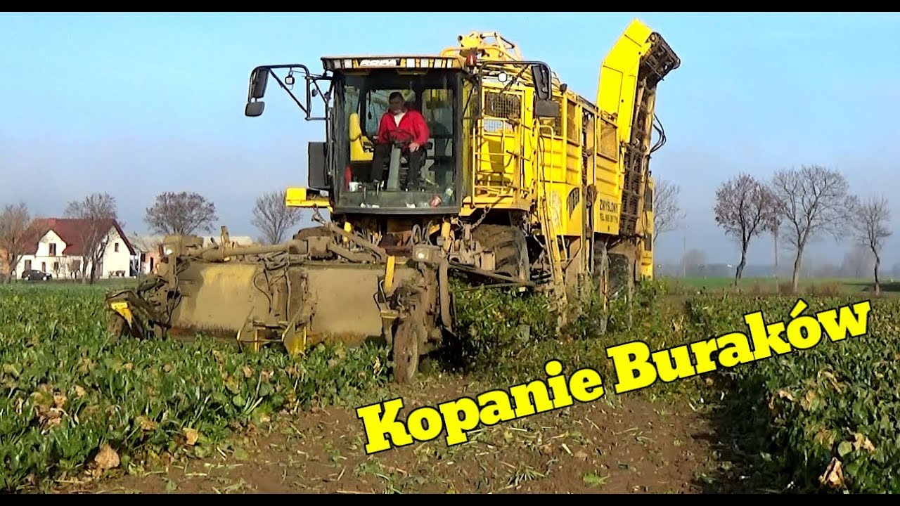 Kopanie Buraków 2019☆Ropa Euro Tiger☆Agro Wlkp
