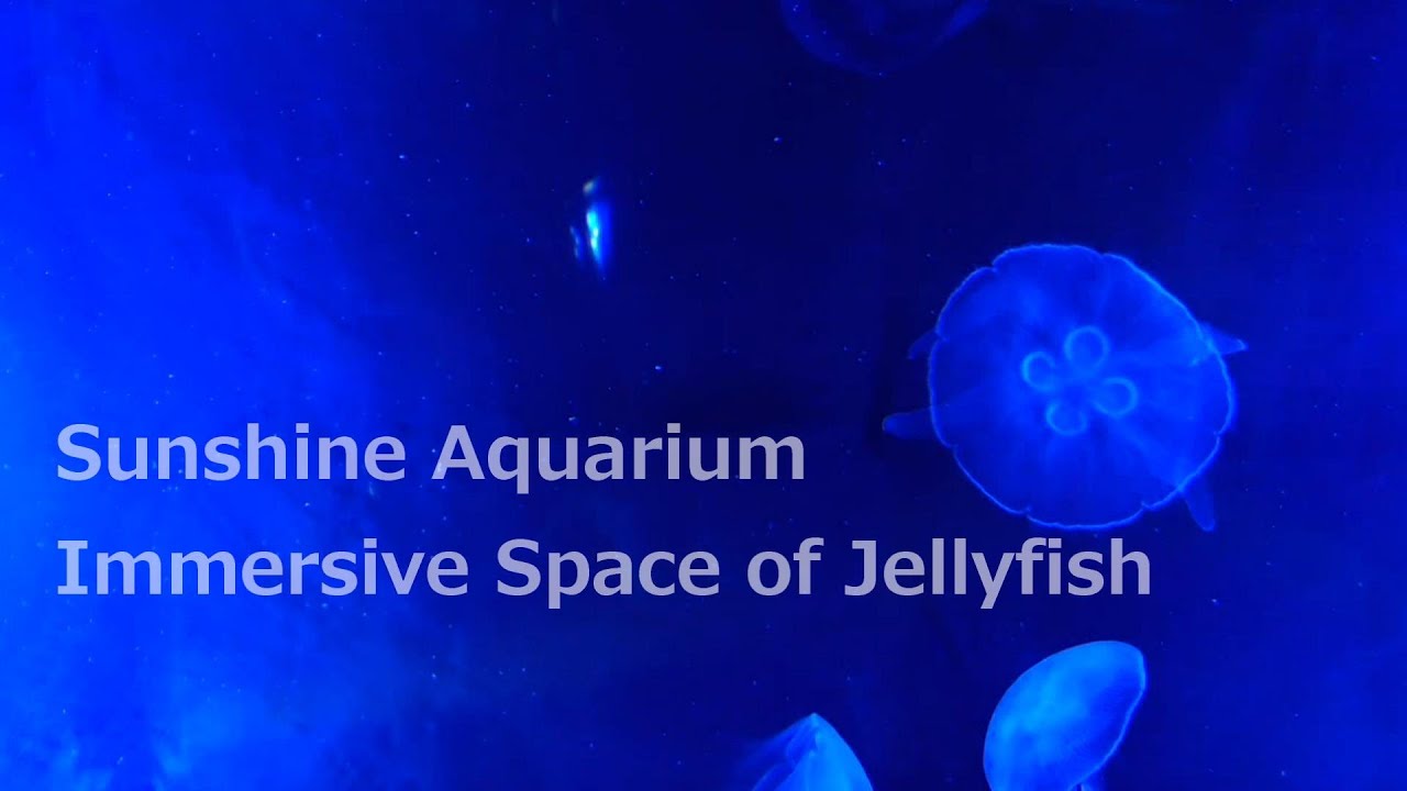 Sunshine Aquarium, Tokyo, Japan - Immersive Space of Jellyfish