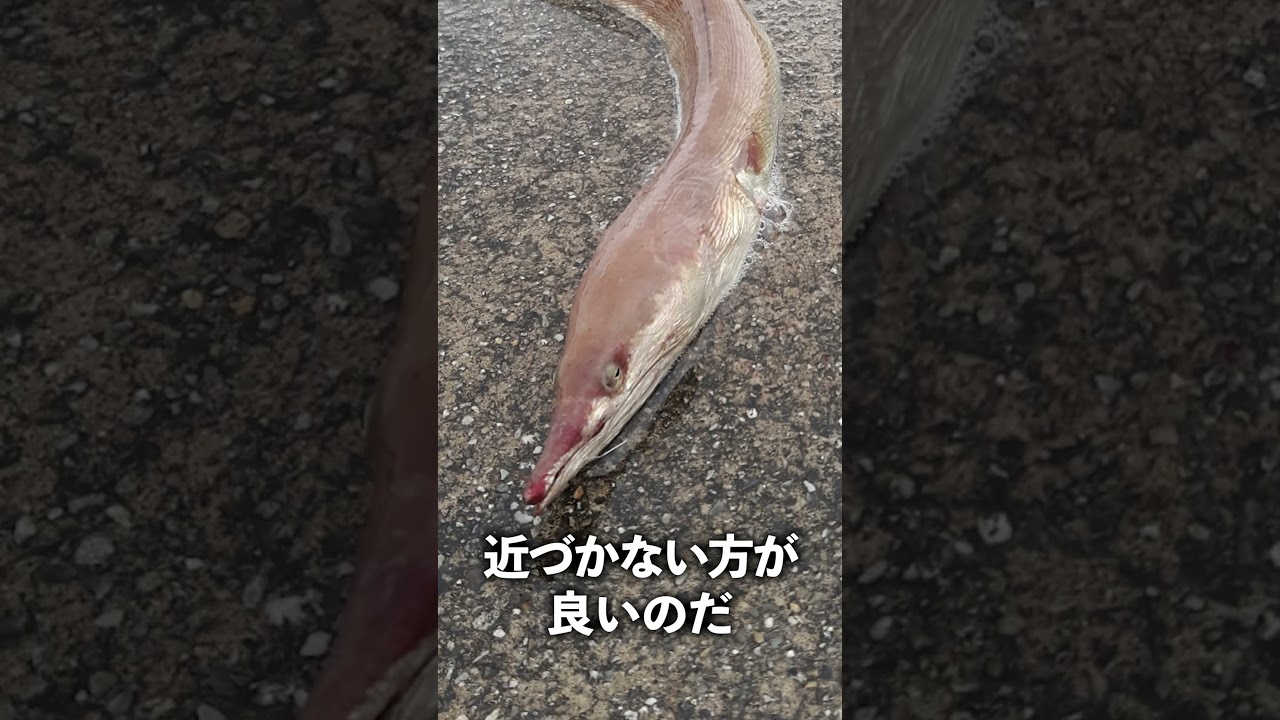 漂流してしまうウミヘビの話