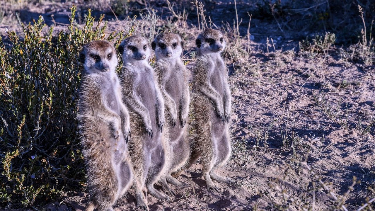 Africa regno mortale - 05 Kalahari