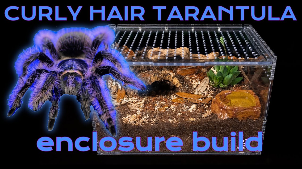 Curly Hair Tarantula Enclosure Set up and Rehouse into Large Slider Crib Pro