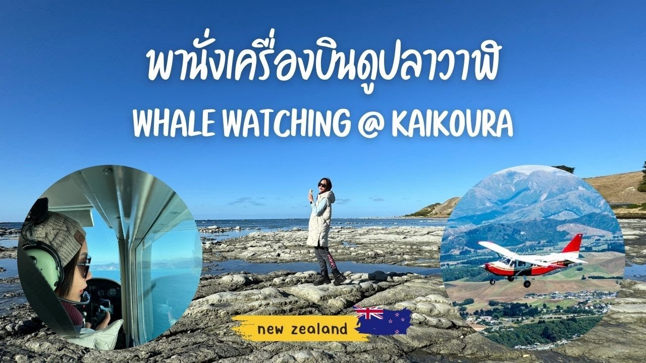 Whale Watching ออกตามหาปลาวาฬด้วยเครื่องบินที่ Kaikoura [New Zealand]