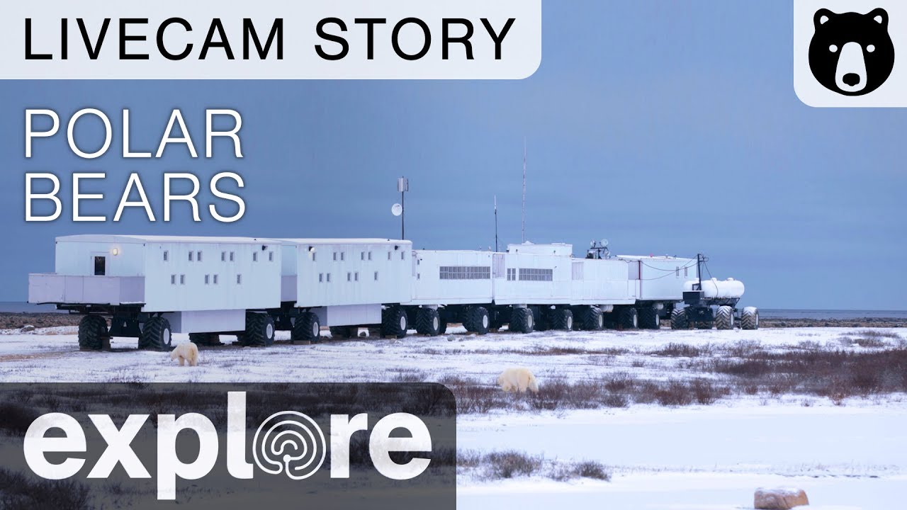How Do The Polar Bear Live Cams Work?