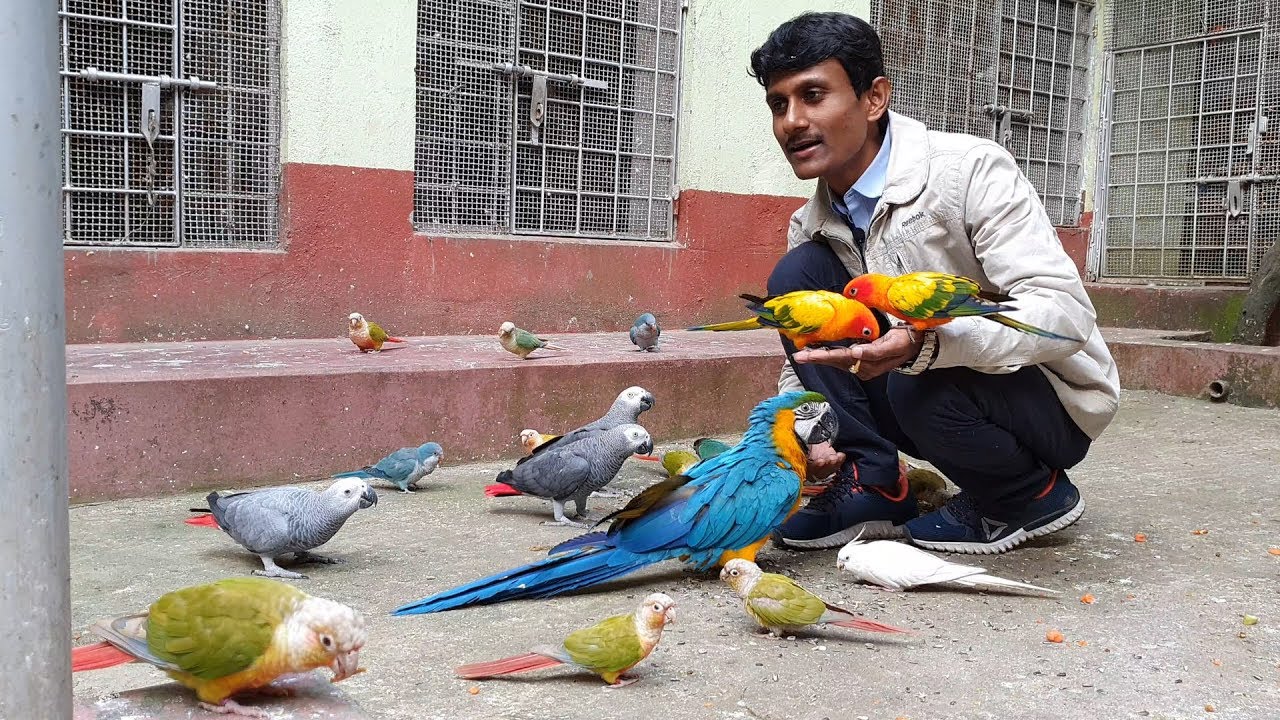 Journey Of Bird Breeding Farm To The Act Of Benevolence / Enjoying With Exotic Birds.