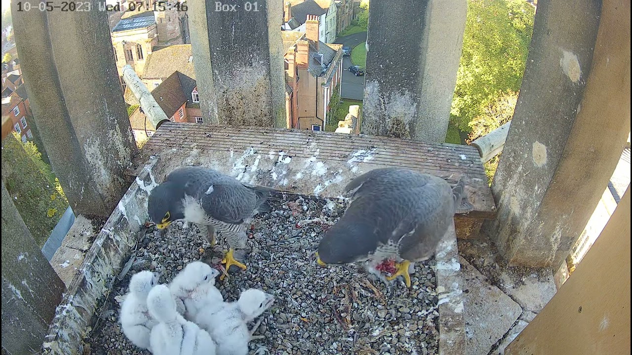 Worcester Cathedral Peregrines Feeding - 10.05.2023