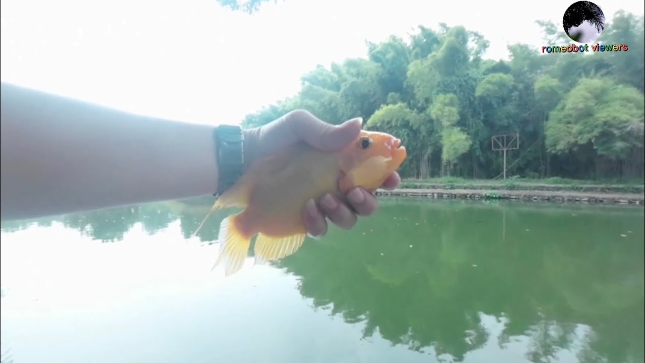 Ultralight Casting Red Devil di Banyu Mili: Cardiff Stream Limited vs Calcutta Conquest BFS HG 2023