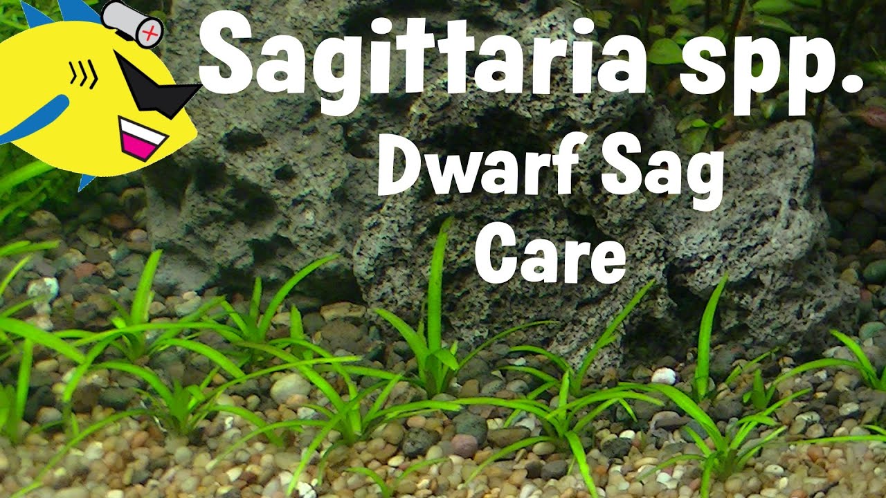 Dwarf Sagittaria Plant Profile: Dwarf Sagittaria Carpet
