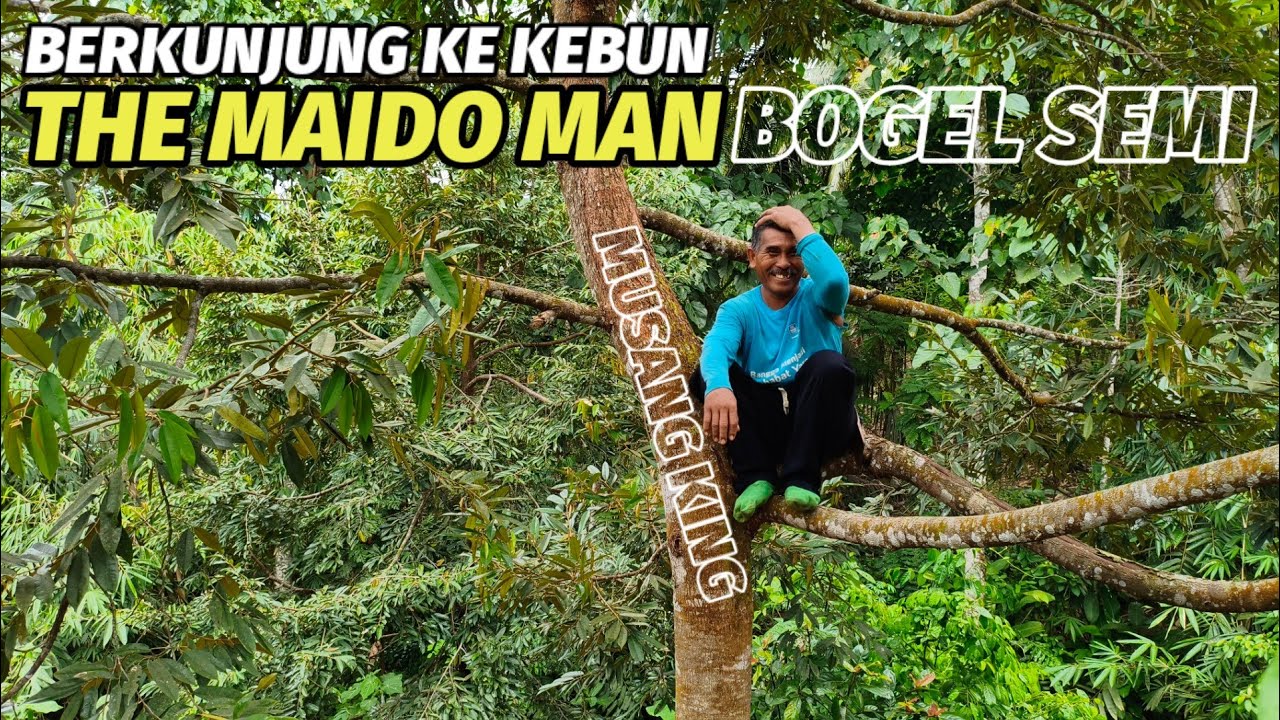 Kebun Durian Beraksi! Musang King Berbuah, Montong & Bawor Bersiap 🌳😊
