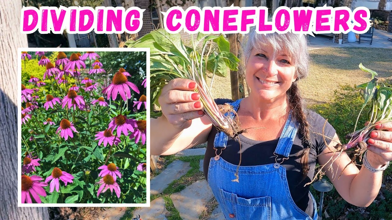 When & How To Divide Purple Coneflowers Zones 8-10  #coneflower 