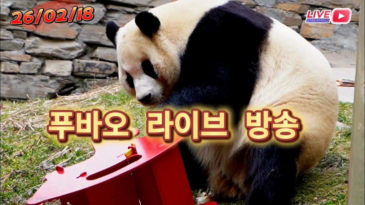 2월 18일 푸바오 라이브 방송 : 푸야 보러 오픈런~🐼❤️ Panda Fubao Live BroadCast