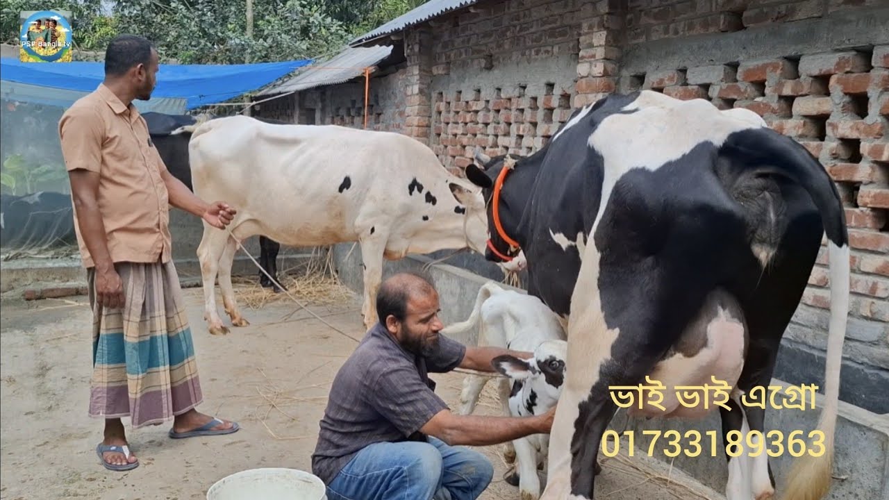 @ আজ 18 March 2026|| ভাই ভাই এগ্রো ফার্মে উন্নত জাতের দুধের গাভী বাছুর||