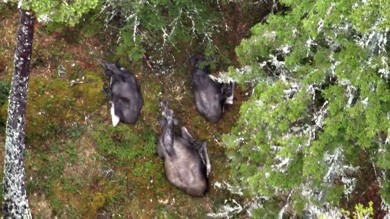 Gravid älgko med kalvar - Viltinventering med drönare